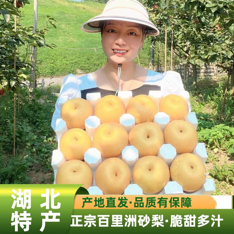 百里洲砂梨翠冠梨产地直发