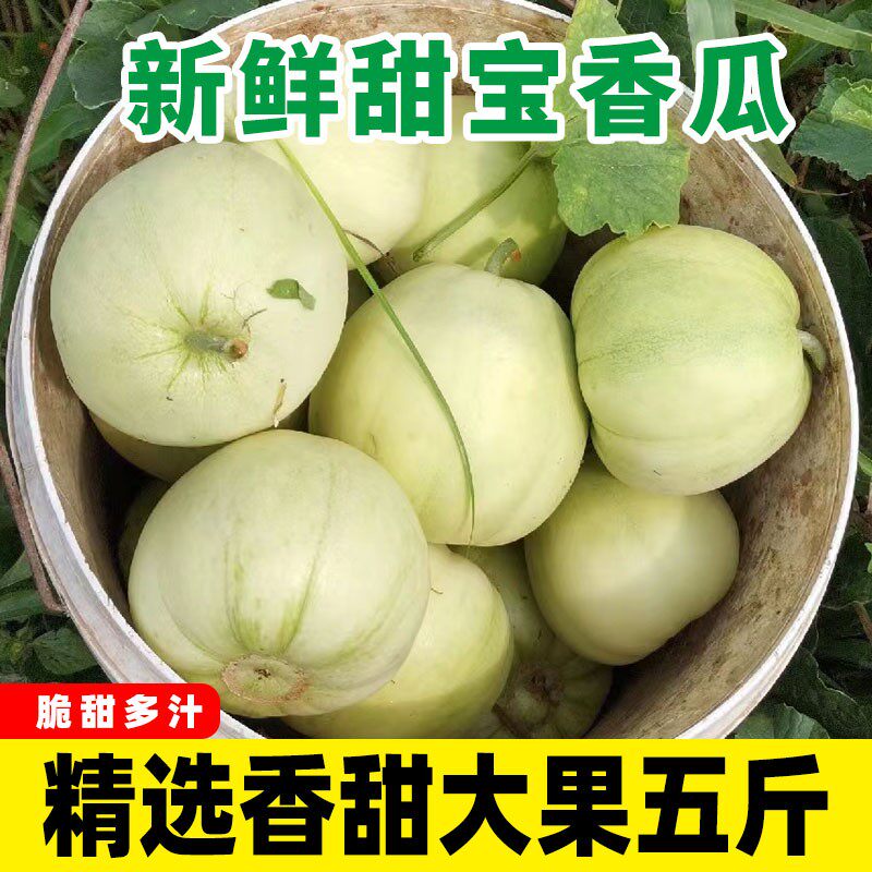 现摘现发甜宝甜瓜白皮小香瓜新鲜水果脆瓜梨瓜白糖罐蜜瓜青瓜5斤