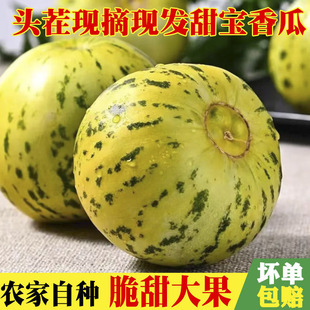 【京东快递】河南花美人八里香花蕾甜瓜新鲜现摘脆甜多汁小香瓜