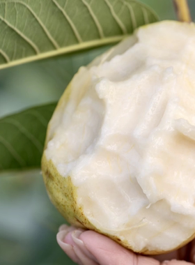 潮汕现摘软糯奶油珍珠芭乐草莓红芭乐丝滑白心当季孕妇番石榴