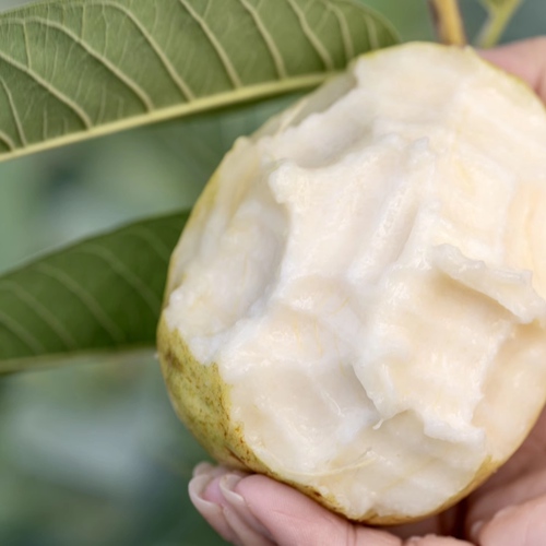 潮汕现摘软糯奶油珍珠芭乐草莓红芭乐丝滑白心当季孕妇番石榴