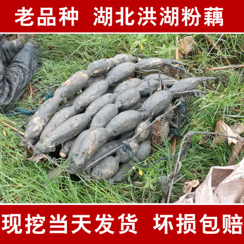 湖北即食嫩藕新鲜现挖装包蔬菜