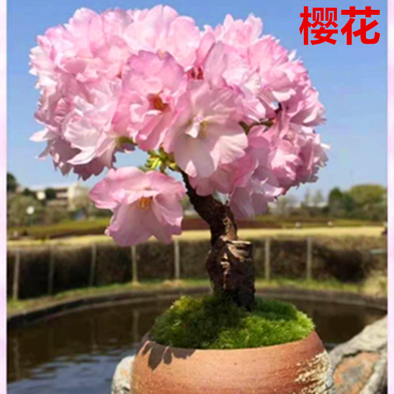 禅意日本进口旭山樱花微型盆景盆栽实物老桩御殿场绿植室内开花