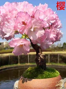 日本进口微型盆景樱花花期长老桩
