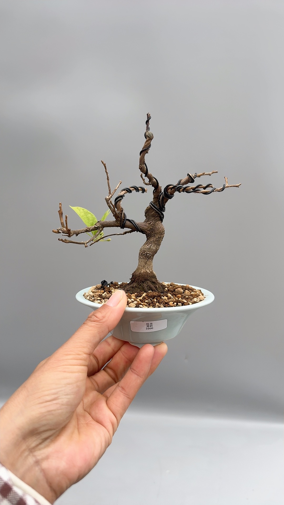 禅意日本红花野茉莉小品一手托微型盆景盆栽老桩矮霸原生进口绿植