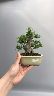 日本栀子花喜黛玉大树型文人原生进口微型盆景老桩茶台精品绿植