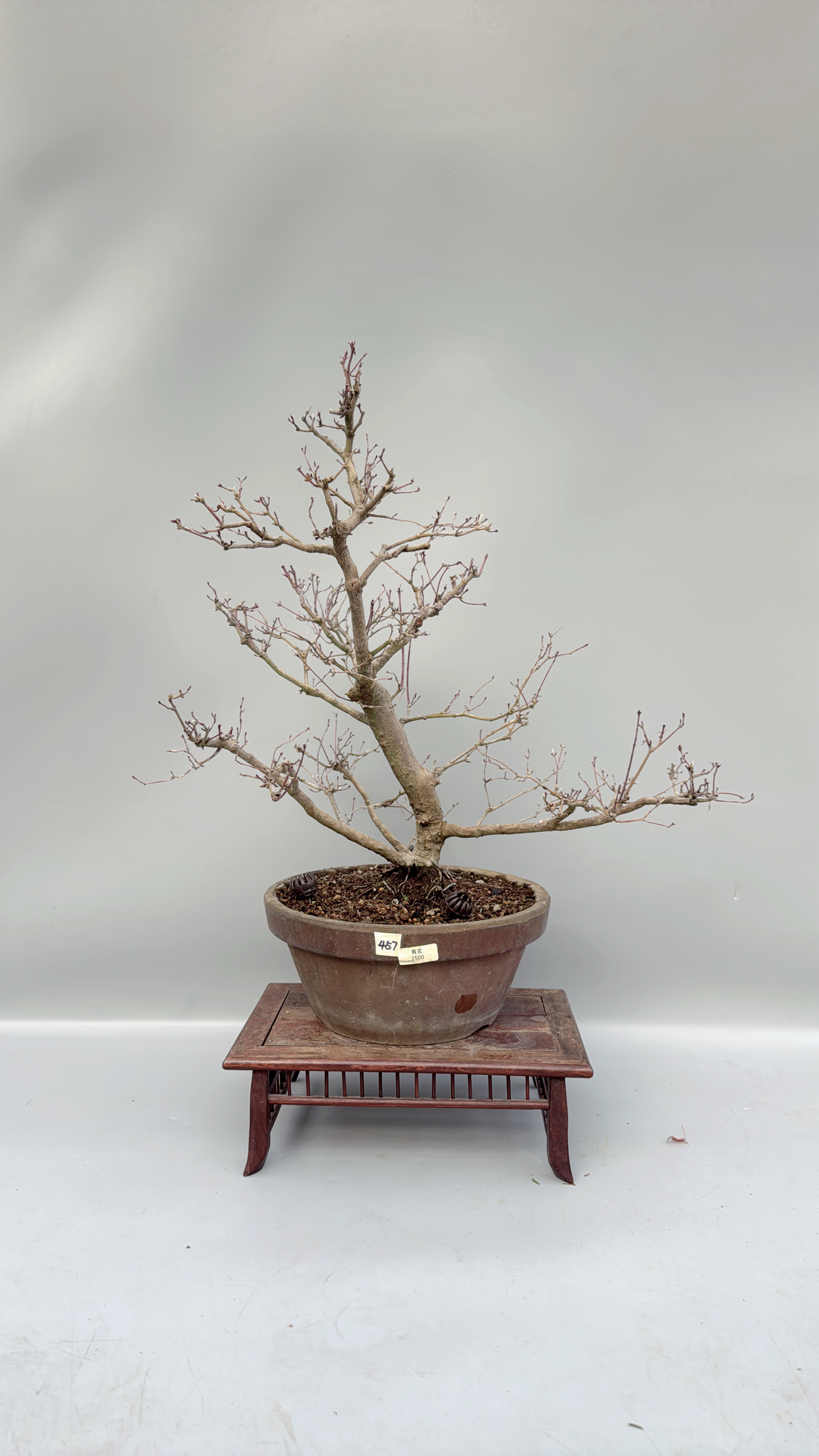 禅意日本红枫树青玄小叶盆景原生进口老桩精品实物中品高档好养护