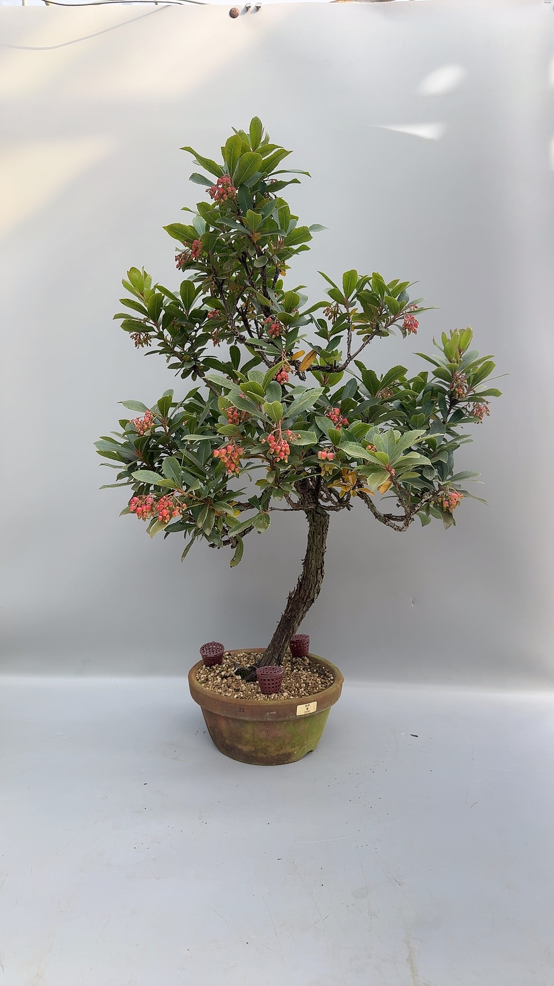 禅意日本小叶树草莓结果常青可以吃盆景盆栽原生进口老桩精品实物