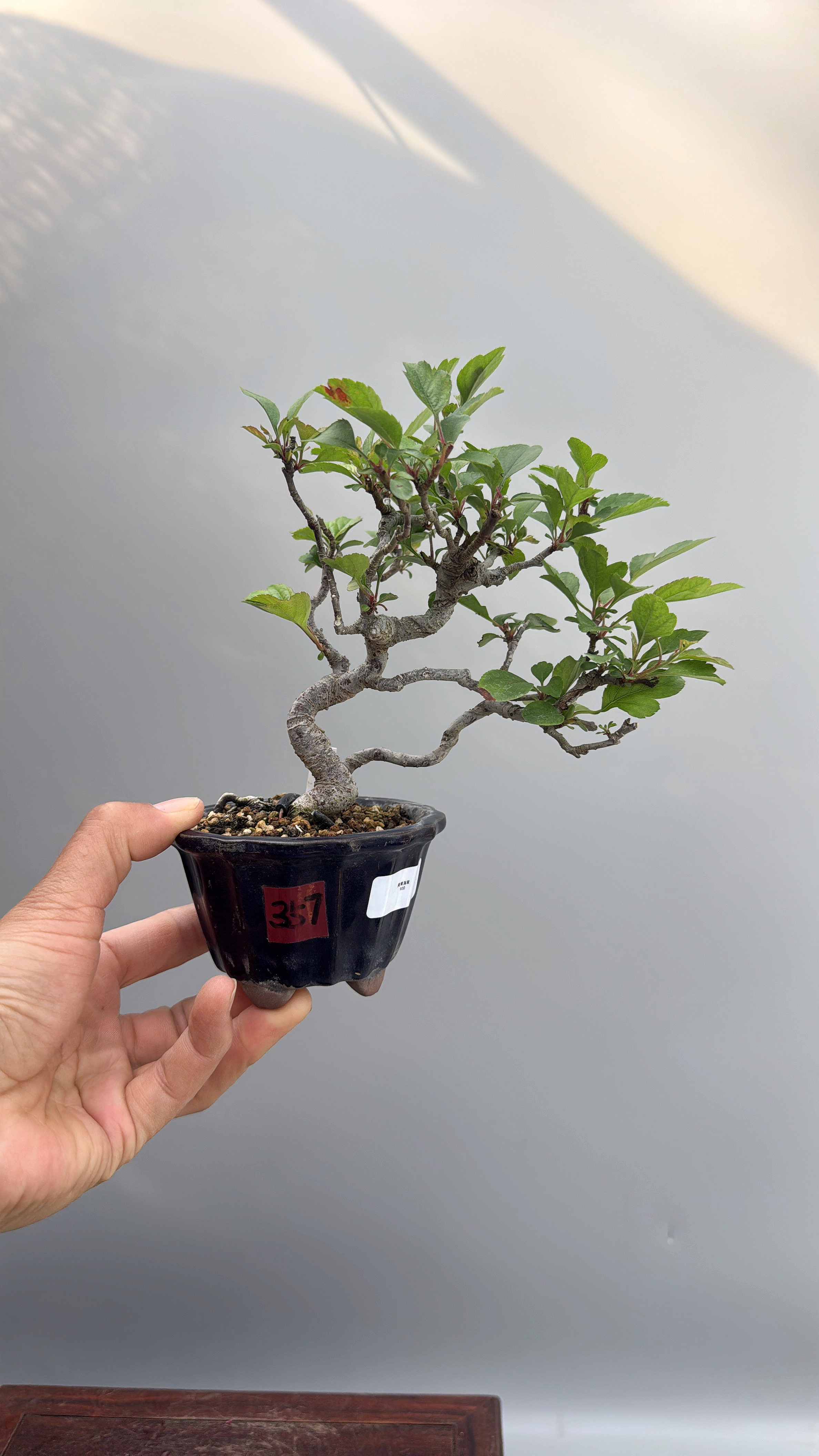 禅意日本进口黄果海棠微型盆景小品结果好养实物老桩造型茶台绿植