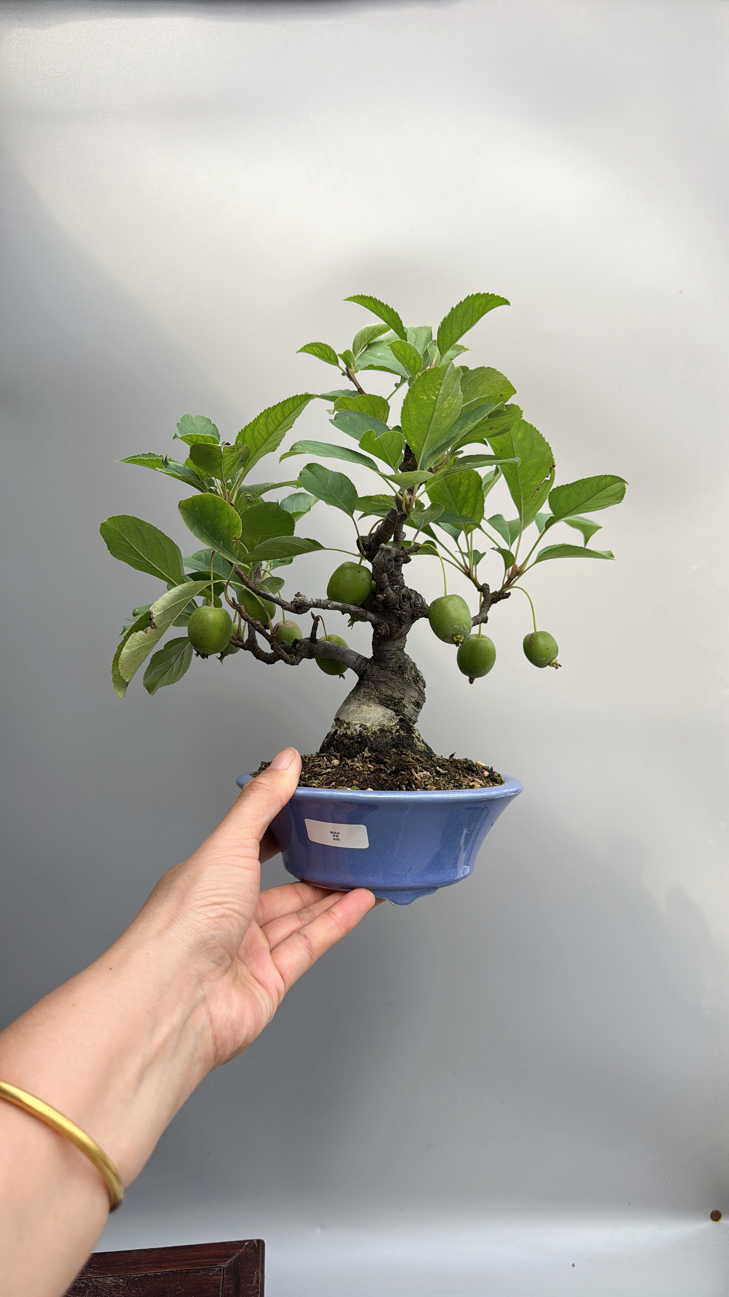禅意日本原生姬苹果精品矮霸微型造型盆景