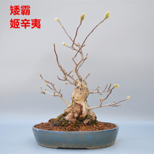 辛夷花盆栽多少钱 辛夷花盆栽价格 小麦优选