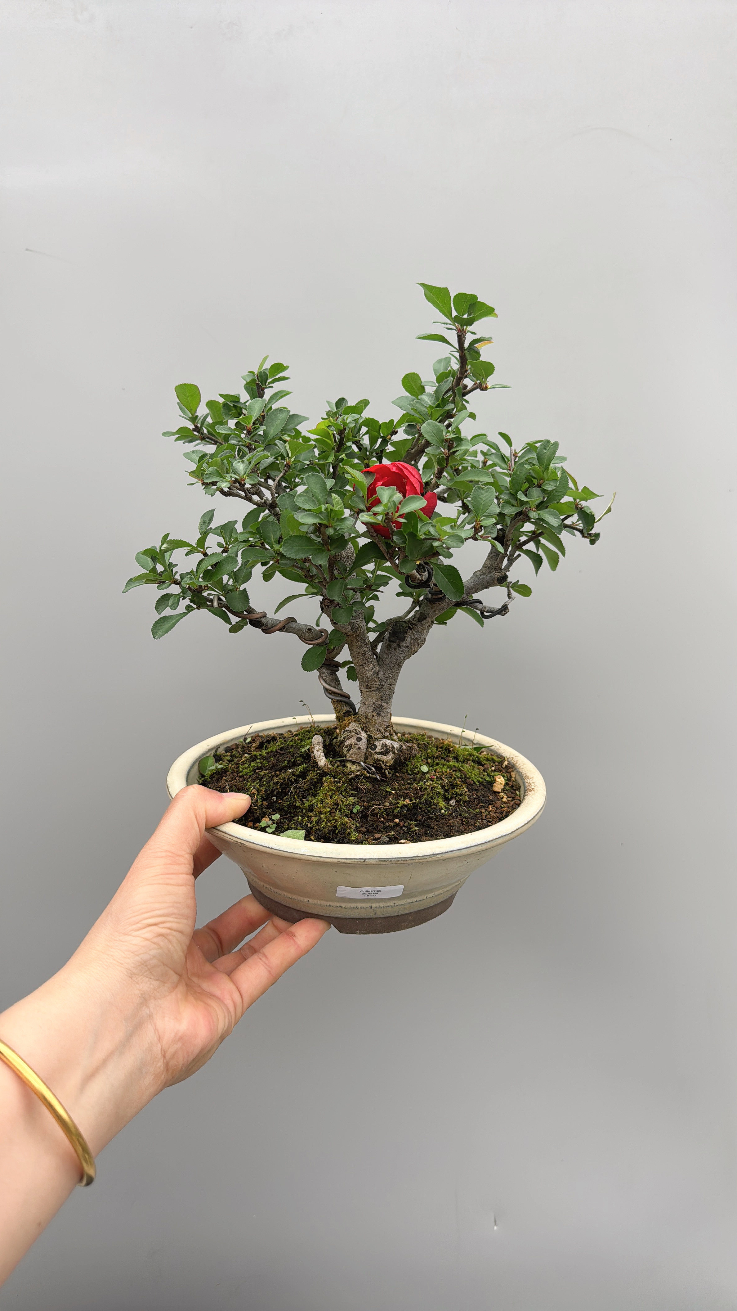 禅意日本进口原生八重红花长寿梅实物微型盆景茶台室内绿植花卉