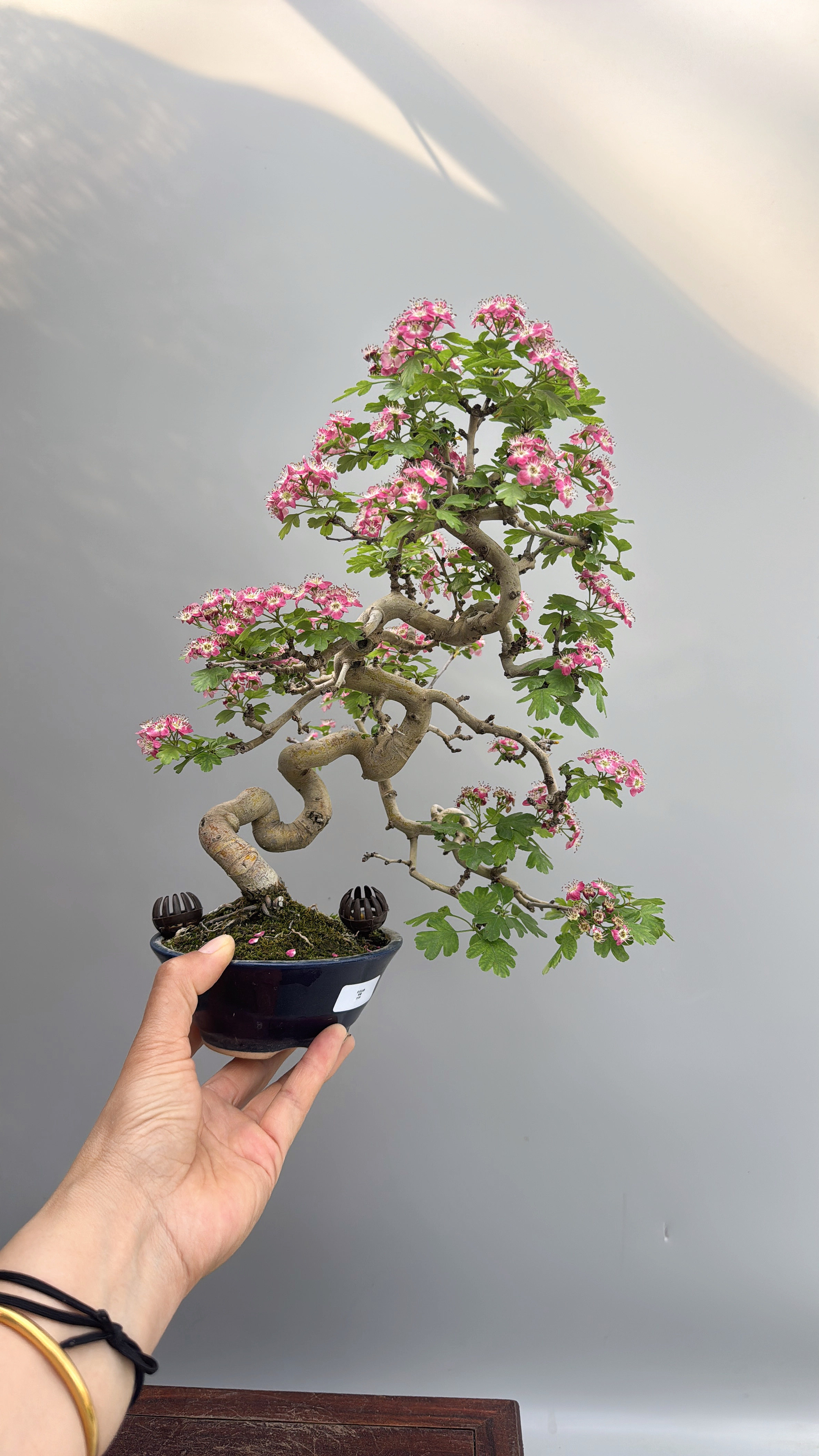 禅意日本进口原生红花山楂微型盆景盆栽实物小品微型盆景盆栽结果