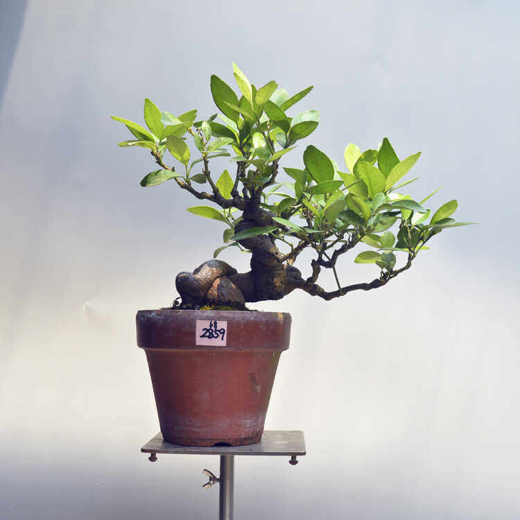 禅意日本橘子微型盆景矮霸精品造型老桩常青进口原生阳台绿植小品