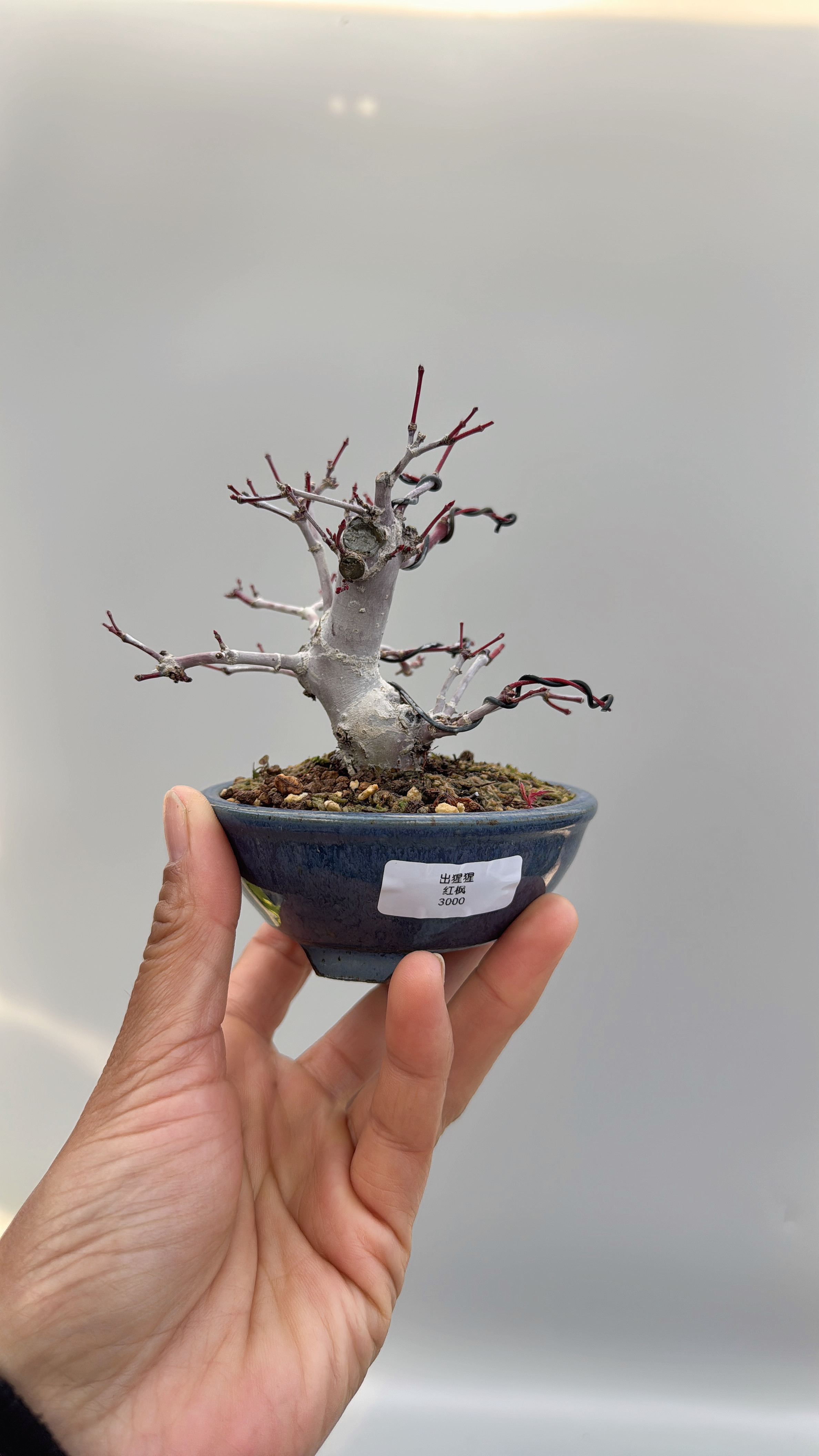 禅意日本进口出猩猩红枫树精品原生进口微型盆景盆栽实物小品绿植