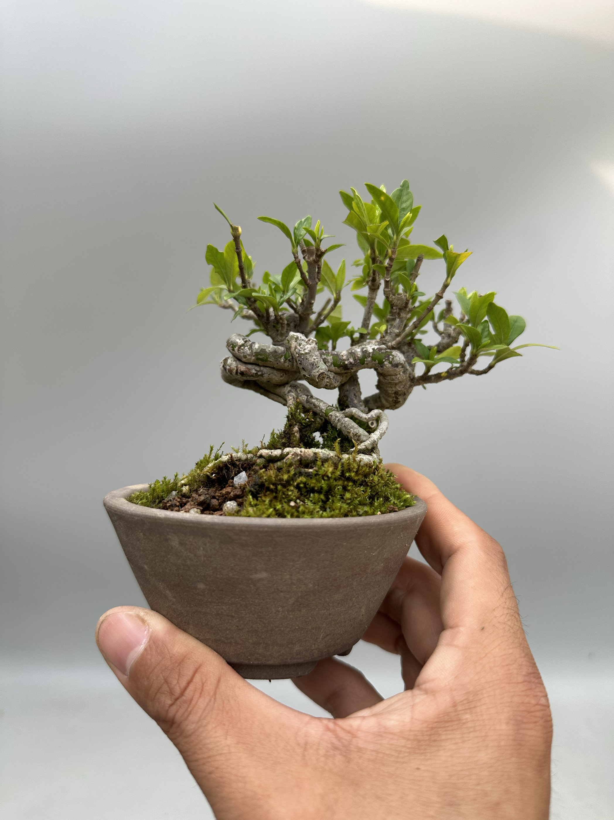 日本関野正清誉栀子花怪状微型盆景盆栽趣味观花观果进口桌面绿植