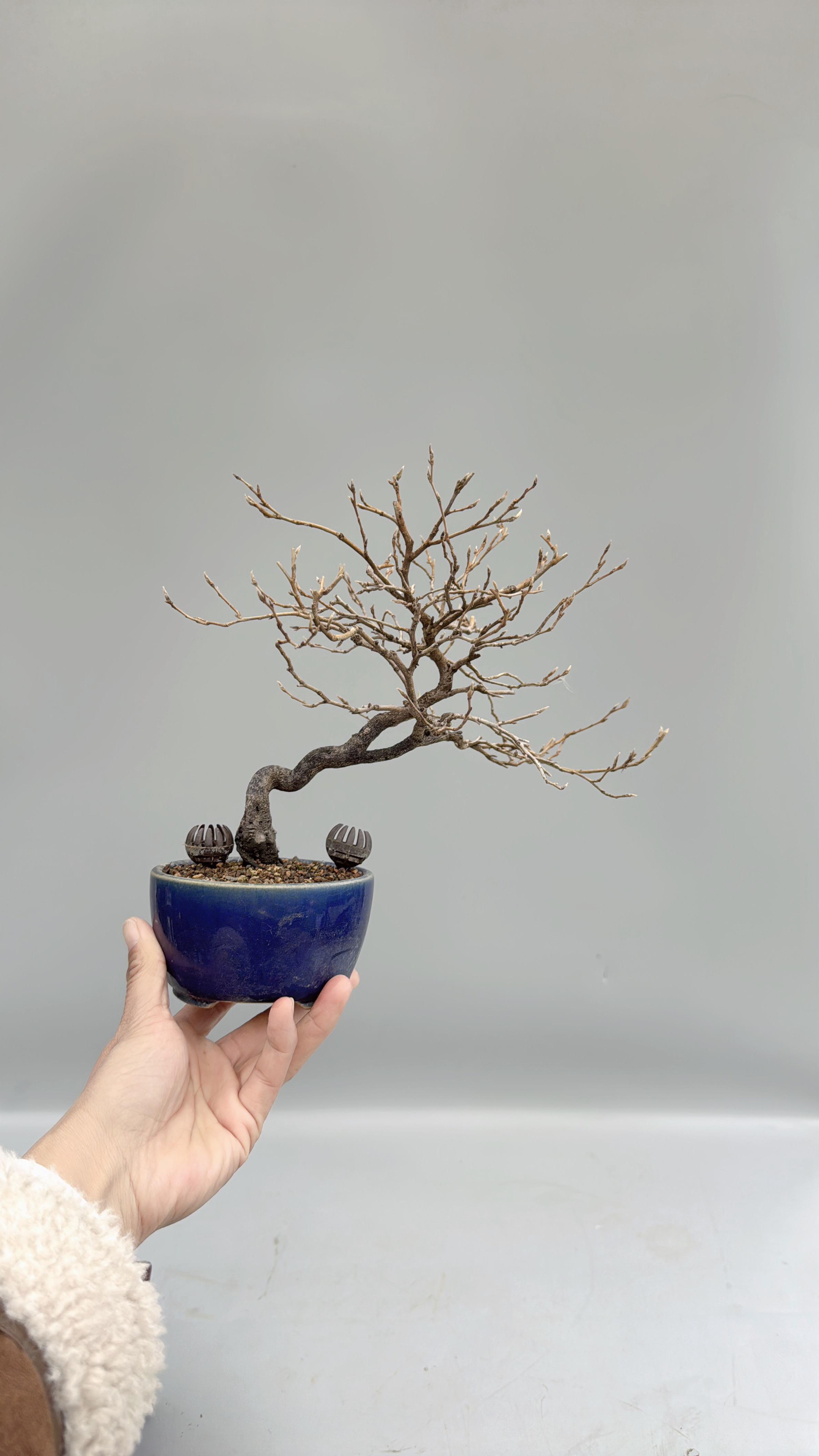 禅意日本老鸦柿微型盆景盆栽原生进口老桩精品实物小品掌上绿植