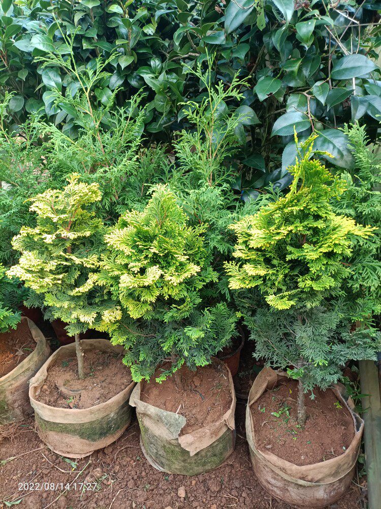 金边云片柏盆栽黄金柏稀有孔雀柏盆景绿植庭院植物易活原土杯发货