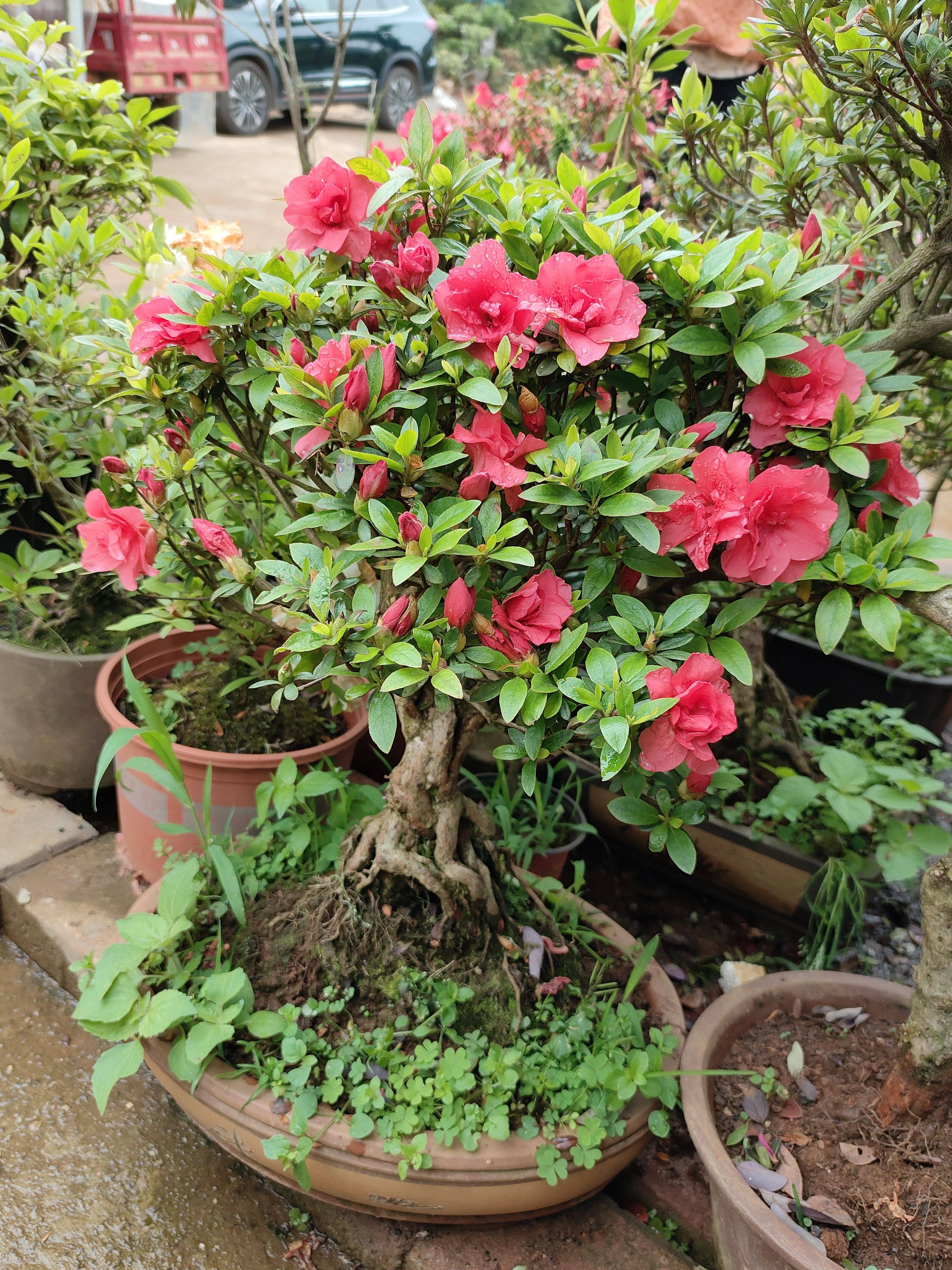 皋月杜鹃花哈克曼红牡丹夏鹃小苗盆栽盆景素材造型植物