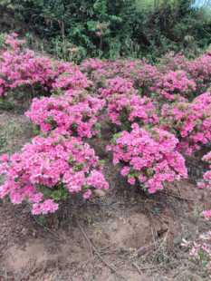 杜鹃花腊皮春鹃小桃红花卉盆栽土球发货适合庭园花园阳台造景耐寒