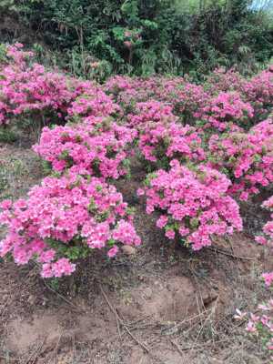 杜鹃花腊皮春鹃小桃红花卉盆栽土球发货适合庭园花园阳台造景耐寒