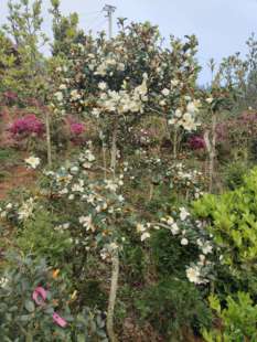 一物一拍含笑花山栀子十里香云贵深山含笑庭园花园盆栽花香四溢