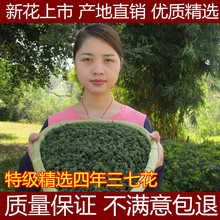 云南文山三七花新四年三七花100克250克500克田七花花茶正品 包邮
