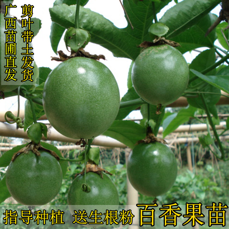 百香果苗满三件包邮芭乐味黄金百香果紫香一号台农满天星爬藤果苗在类目 鲜花速递/花卉仿真/绿植园艺, 花园植物/行道树/果树, 果树中 - 来自Buy2taobao.com提供专业的淘宝代购服务