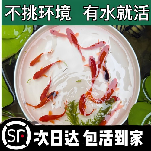 冷水草金观赏鱼小金鱼好养耐活小鱼饲料鱼自来水活鱼锦鲤宠物大全