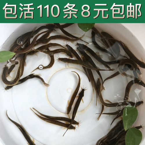 台湾泥鳅苗钓鱼淡水鱼鲜活