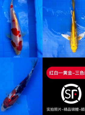 纯种锦鲤观赏鱼锦鲤淡水