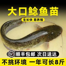 南方大口鲶鱼苗淡冷水养殖胡二须子鲶大型冷水鱼埃及鲶鱼土鲶鱼苗