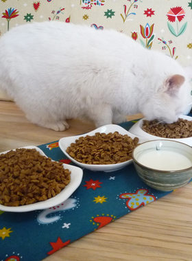 自制幼猫成猫老年猫英短美短主粮