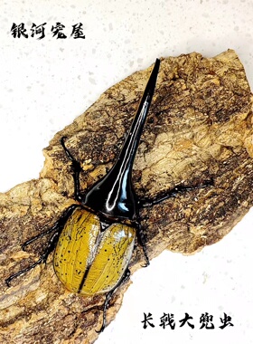 长戟大兜虫DHH海格力斯甲虫新手入门推荐L3爬虫活体非独角仙另有