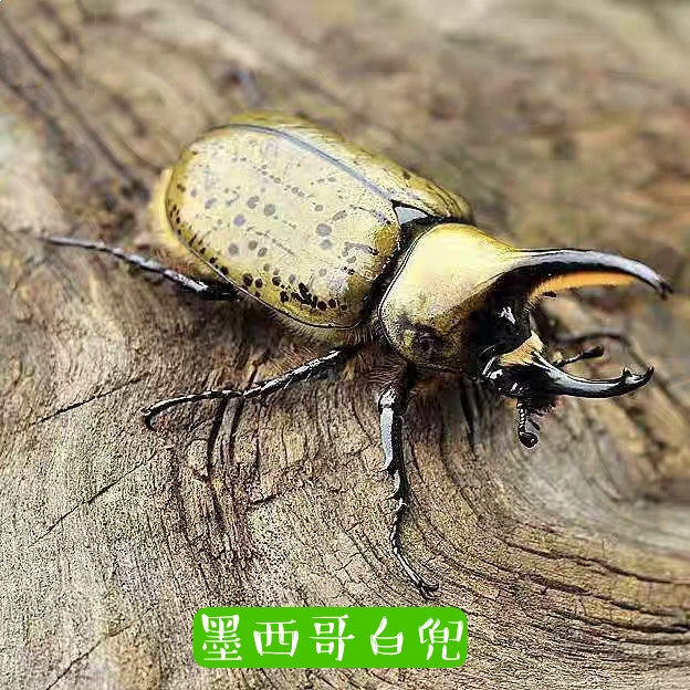 墨西哥白兜甲虫锹甲兜虫独角仙长戟大兜虫锹形虫