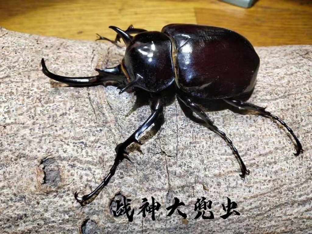 战神大兜虫昆虫甲虫锹甲兜虫锹形虫