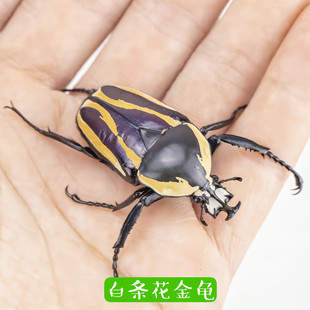 白条花金龟 甲虫活体独角仙另类爬虫独角仙长戟大兜虫 蝈蝈活鸣虫