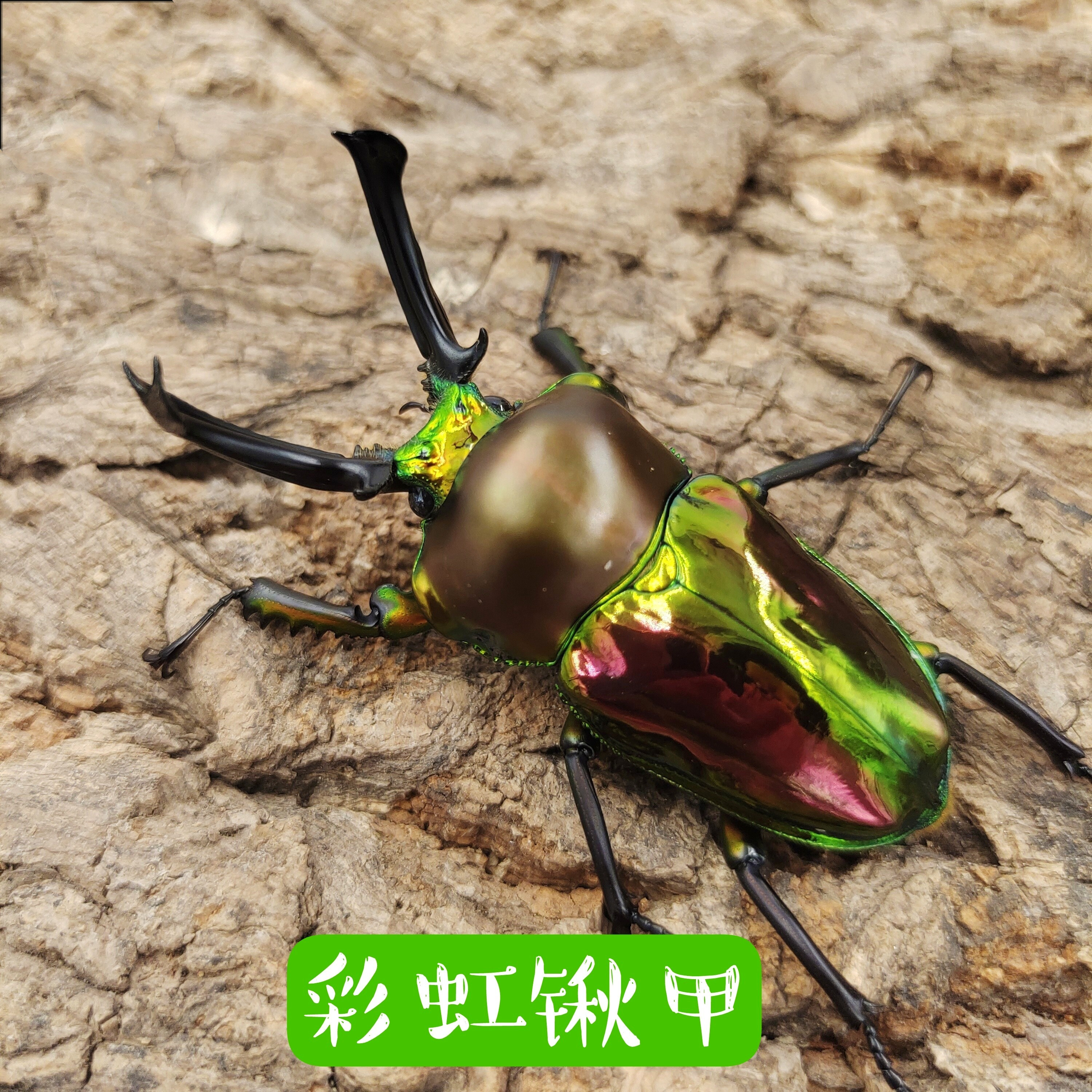 澳洲彩虹锹甲形虫独角宠物长戟