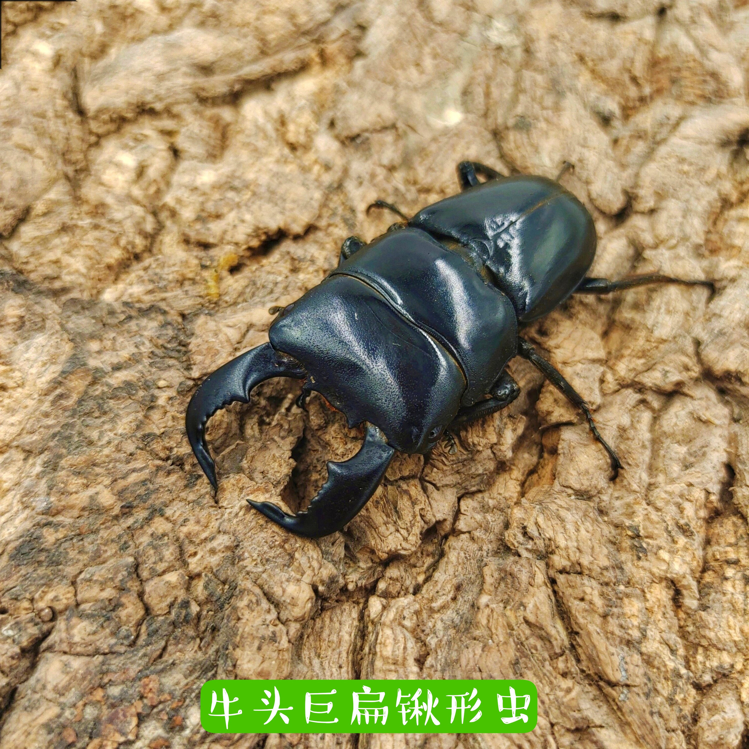 牛头扁锹 （锹型虫 巨型甲虫 独角仙）