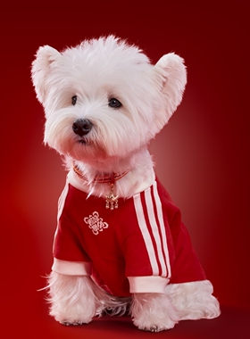 Adidas阿迪达斯人宠同款新年款宠物T恤狗狗猫咪纯棉衣服KZ4786