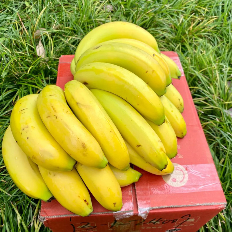 辰颐物语绿香蕉自然熟云南威尼斯香蕉5斤新鲜水果不催熟不泡药