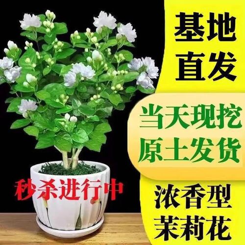 精品重瓣茉莉花新手可养净化空气吸收甲醛驱蚊虫带花发货