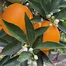 赣南脐橙2025新果精品装 橙子 带箱十斤净重9斤果园直发鲜甜多汁