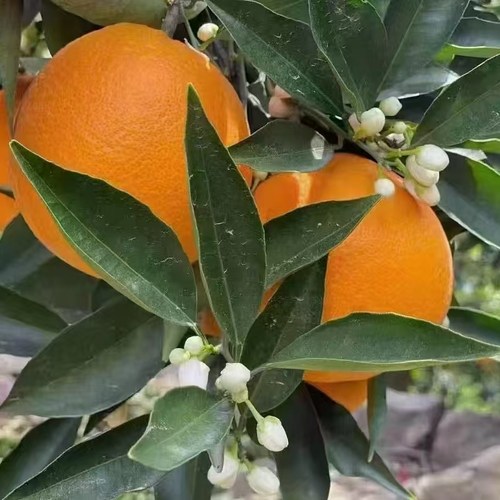 赣南脐橙2025新果精品装带箱十斤净重9斤果园直发鲜甜多汁的橙子