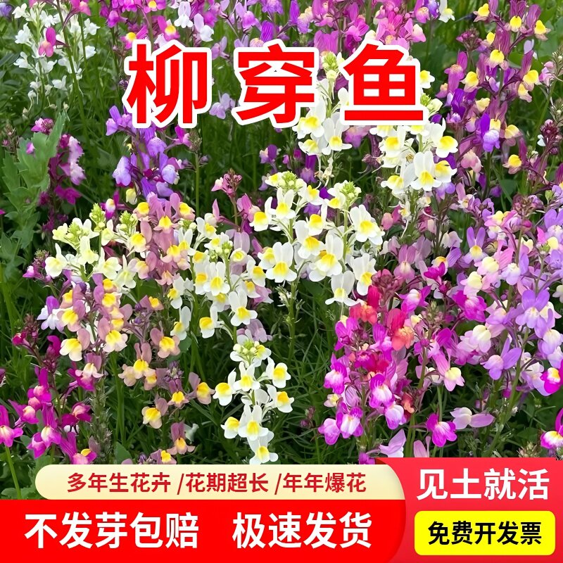 柳穿鱼四季易播盆栽卉小金鱼草庭院家庭园艺种子多年生花种子子籽
