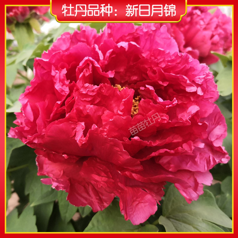 【新日月锦】菏泽红色系观赏牡丹花苗 阳台盆栽 地栽木本花卉