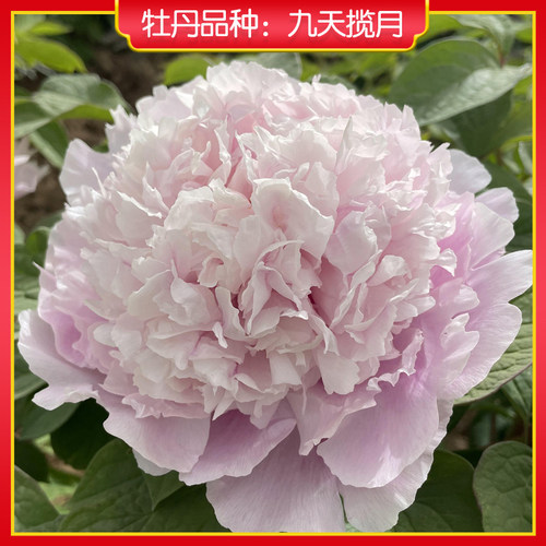 牡丹【九天揽月】山东菏泽正宗观赏牡丹花苗 庭院地栽 阳台盆栽