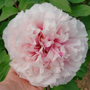 【雪映桃花】 菏泽正宗观赏牡丹花苗 庭院地栽 木本花卉