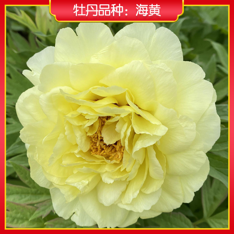 牡丹【海黄】山东菏泽正宗观赏牡牡丹/芍药