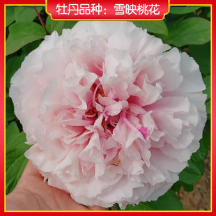 牡丹【雪映桃花】山东菏泽正宗观赏牡丹花苗 庭院地栽 阳台盆栽